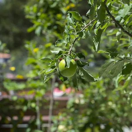 Chalet Ricky Near Troodos Spilia