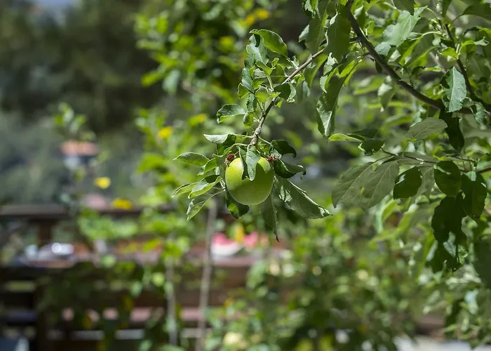 シャレー Ricky Near Troodos Spilia